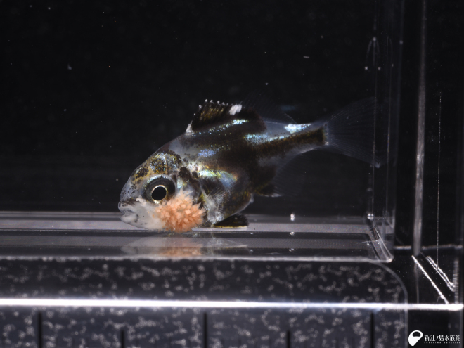 カゴカキダイの幼魚に付着したサカナヤドリヒドラ属（ポリプ）の一種
