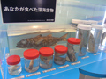 あなたが食べた深海生物/(C)JAMSTEC