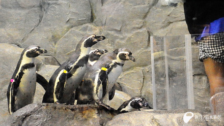 バックヤードツアー中のペンギンたち