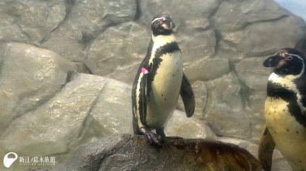 フンボルトペンギン「ユメ」