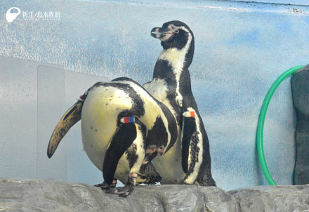 フンボルトペンギン「フク」（左）と「マーチ」（右）