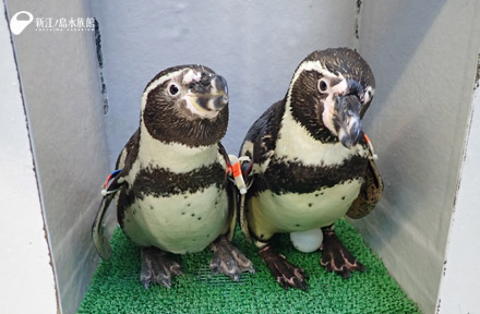 フンボルトペンギン「フク（左）」と「マーチ（右）」