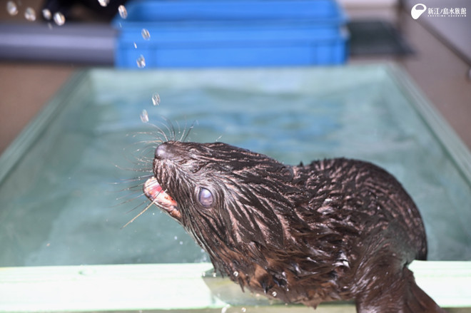 ホースや水鉄砲から出る水滴も大好きです