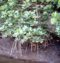 マングローブ構成植物代表ヤエヤマヒルギ