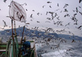 漁の残り物をねらう海鳥の大群