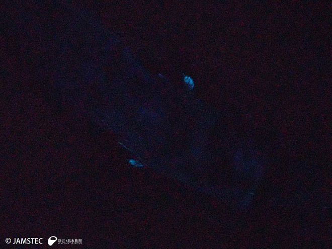 高感度カメラで撮影すると、カラスザメのお腹側が青白く光る