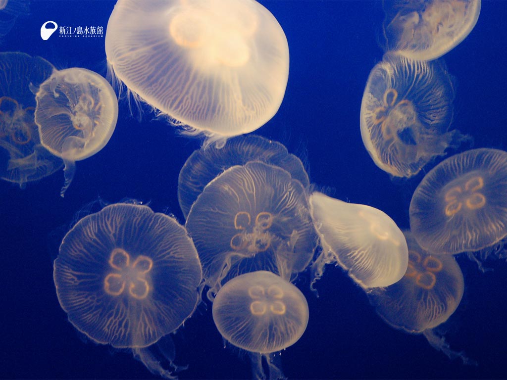 えのすい壁紙ギャラリー 新江ノ島水族館