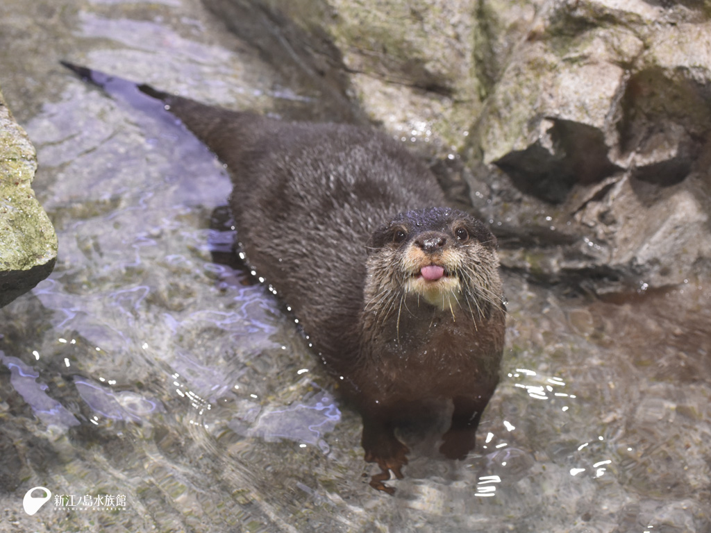 えのすい壁紙ギャラリー 新江ノ島水族館