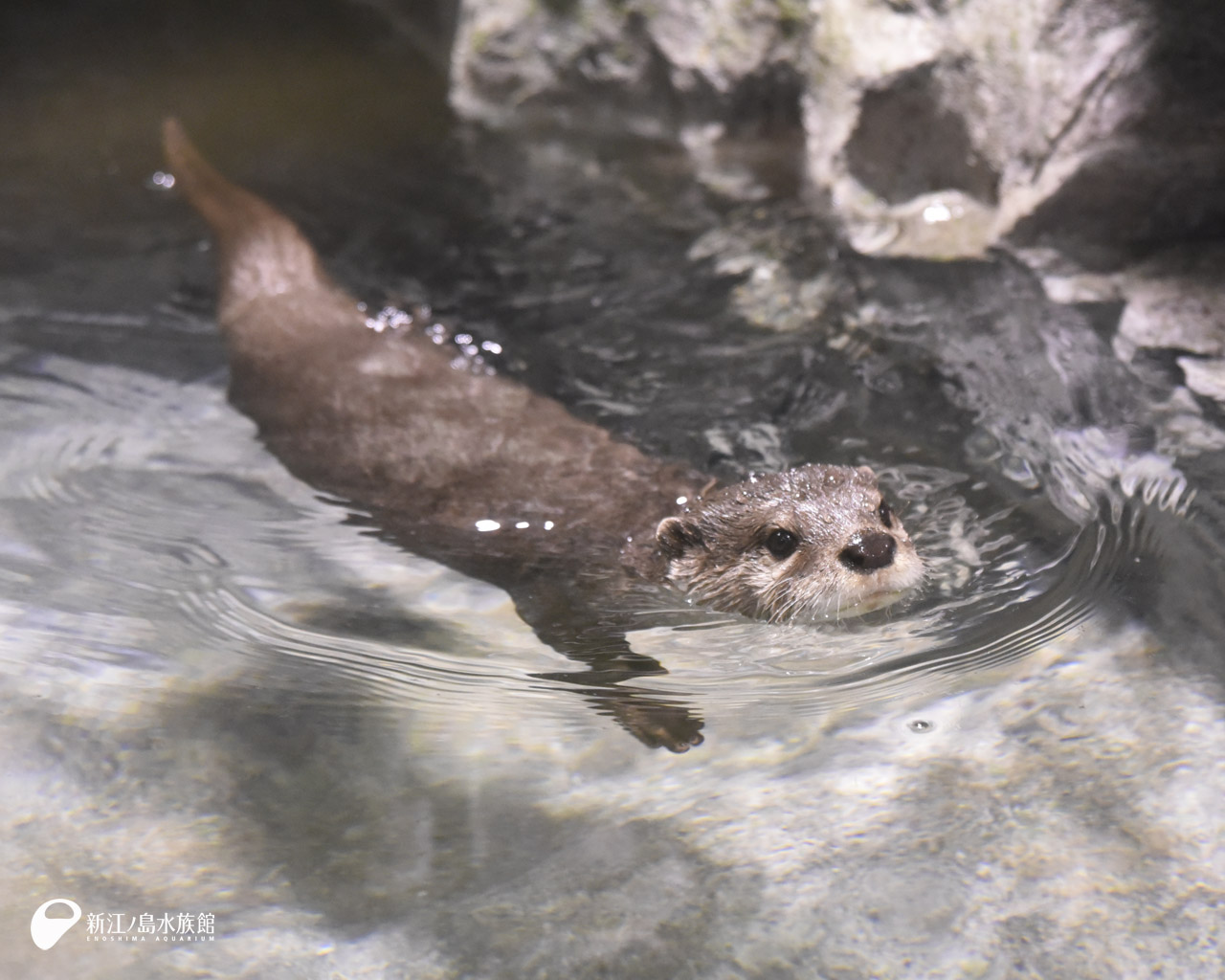 えのすい壁紙ギャラリー 新江ノ島水族館