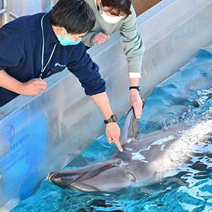 イルカと握手